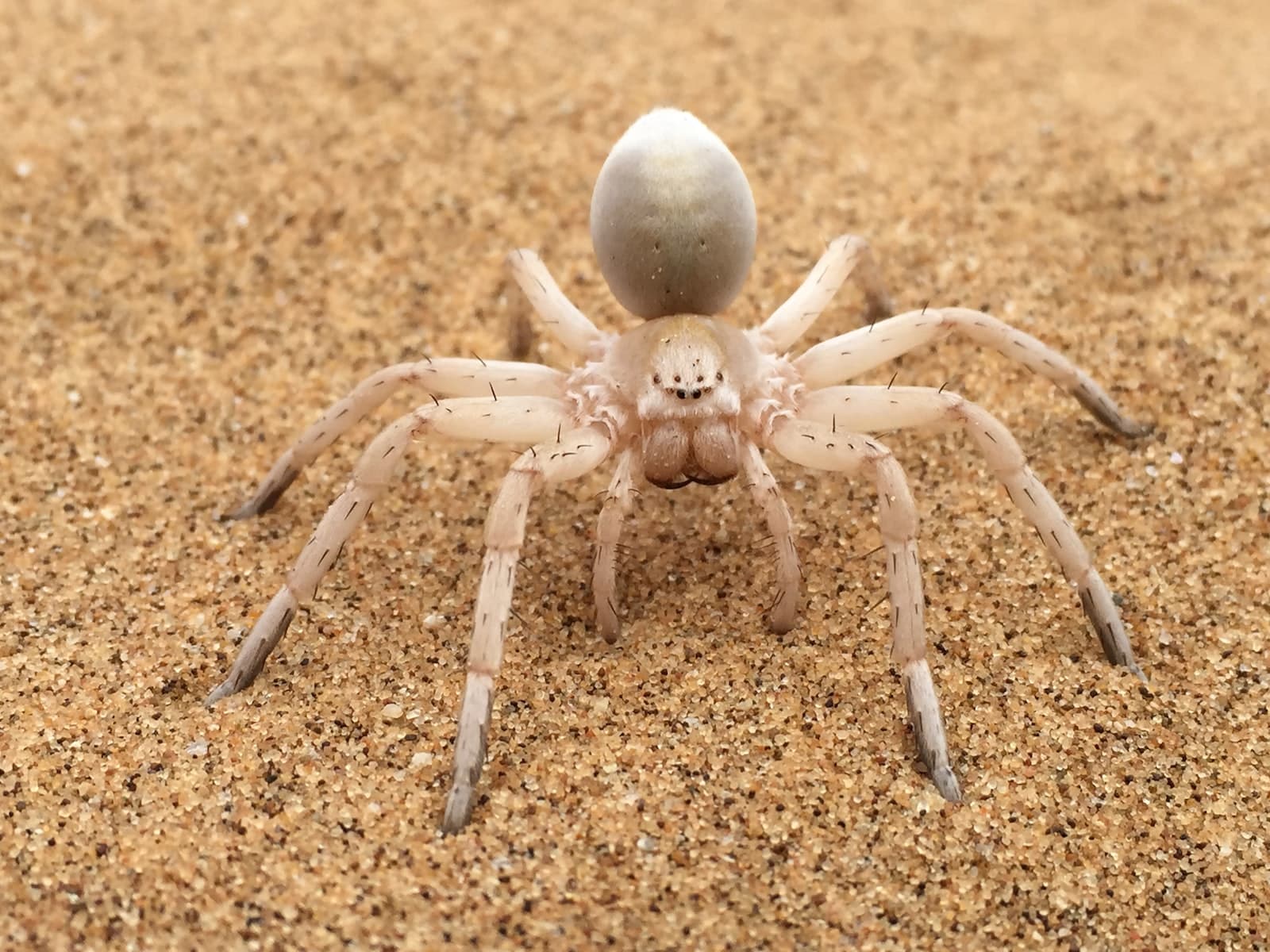 Types of Spiders With Long Legs