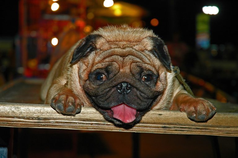 20 Ugly Dog Breeds in the World