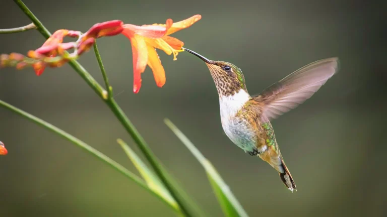 What Attracts Hummingbirds?