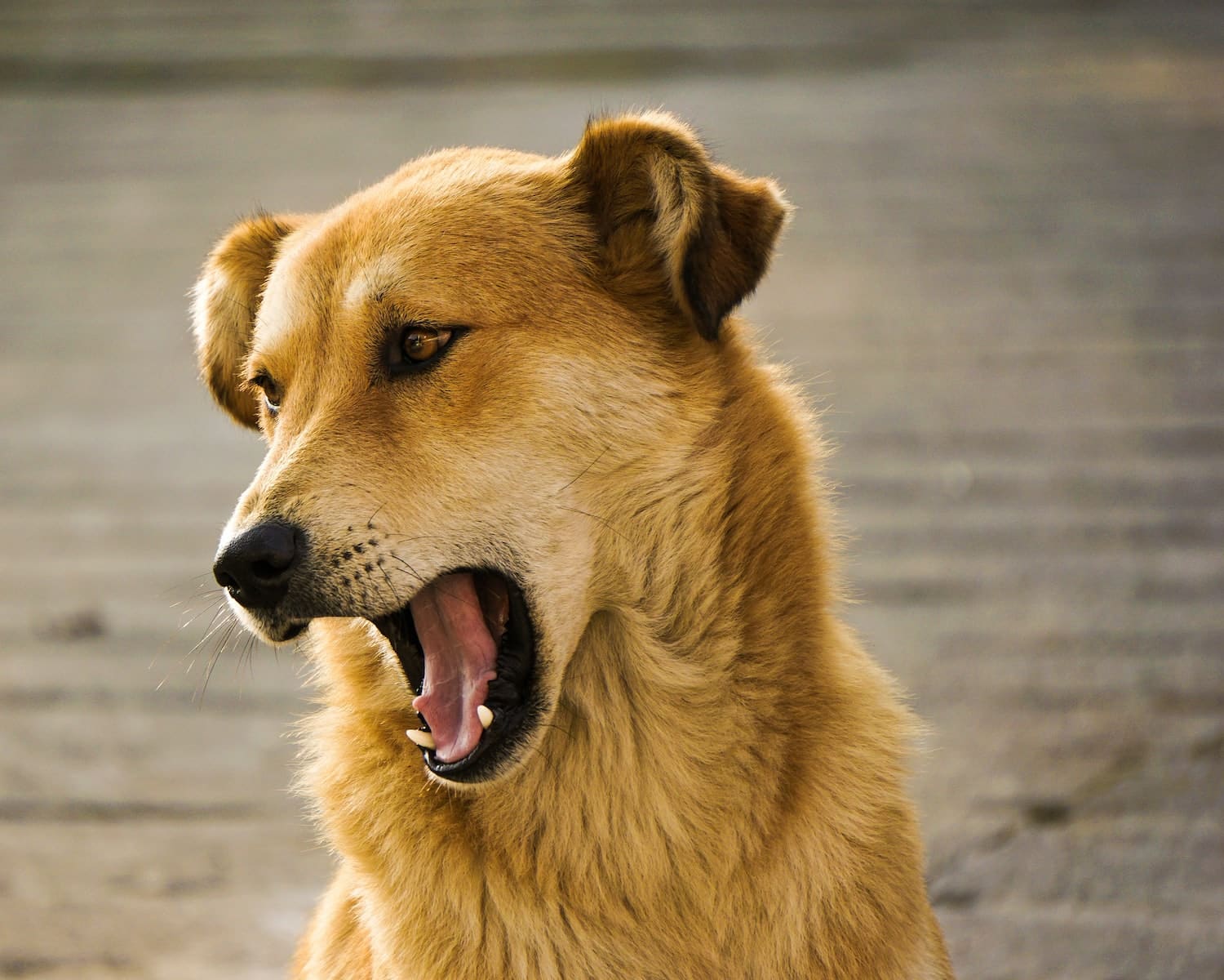 Why Do Dogs Yawn