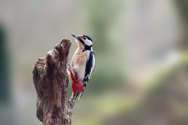 7 Different Types of Woodpeckers in Maryland