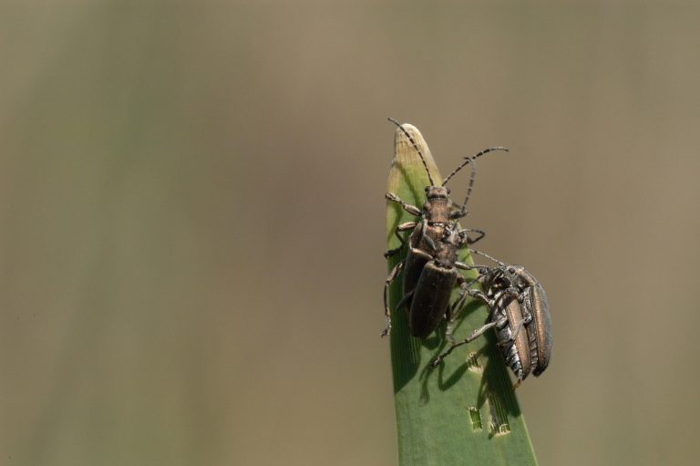45 Different Types of Beetles in Washington State