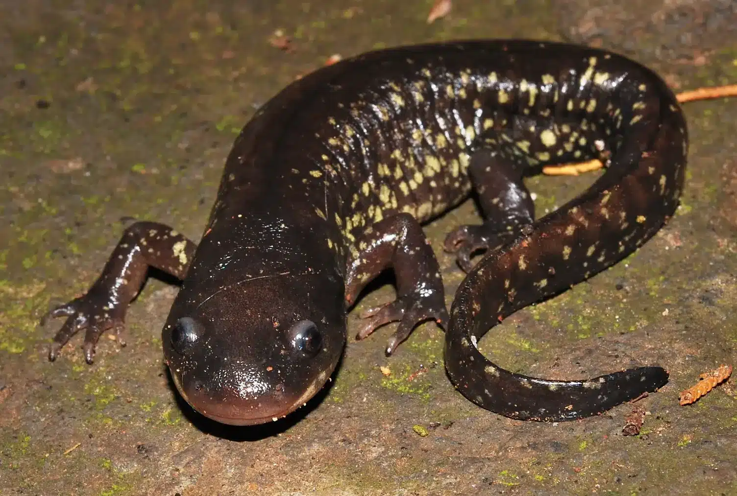 Blunt-headed Salamander