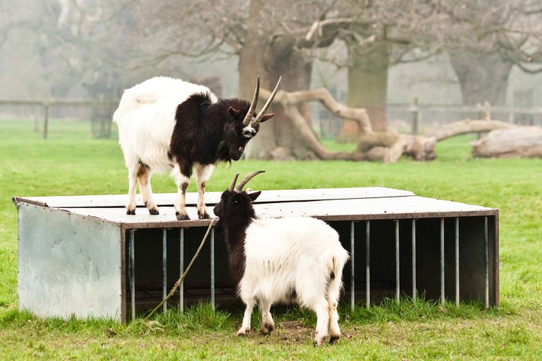 Bagot Goat: Goat Breed Profile and Information