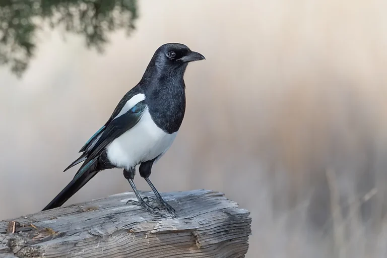 21 Bird Names That Start With I