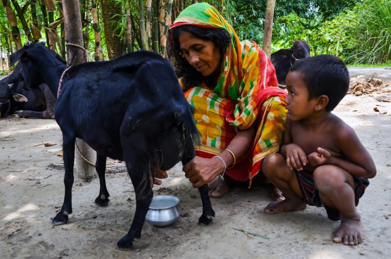 Black Bengal Goat: Goat Breed Profile and Information