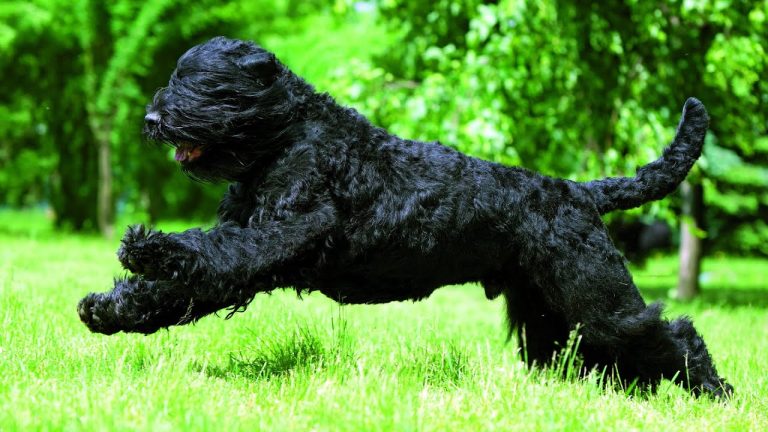 Black Russian Terrier: Dog Breed Profile and Information