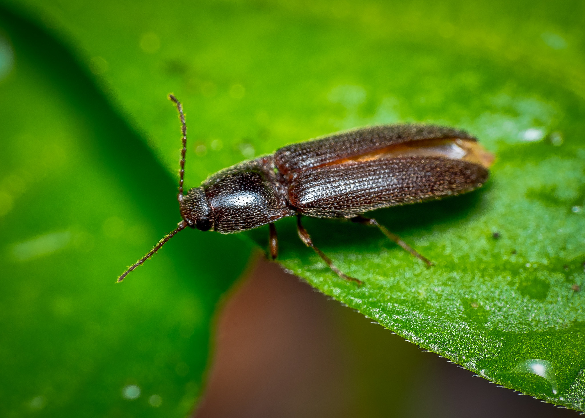 Dark Brown Click Beetle