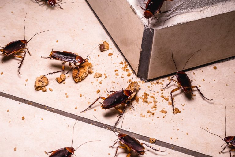 8 Different Types of Cockroaches