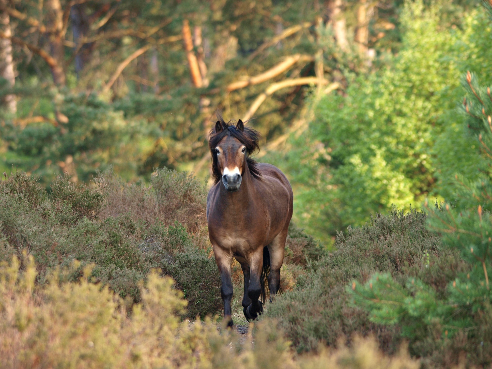 Exmoor Pony