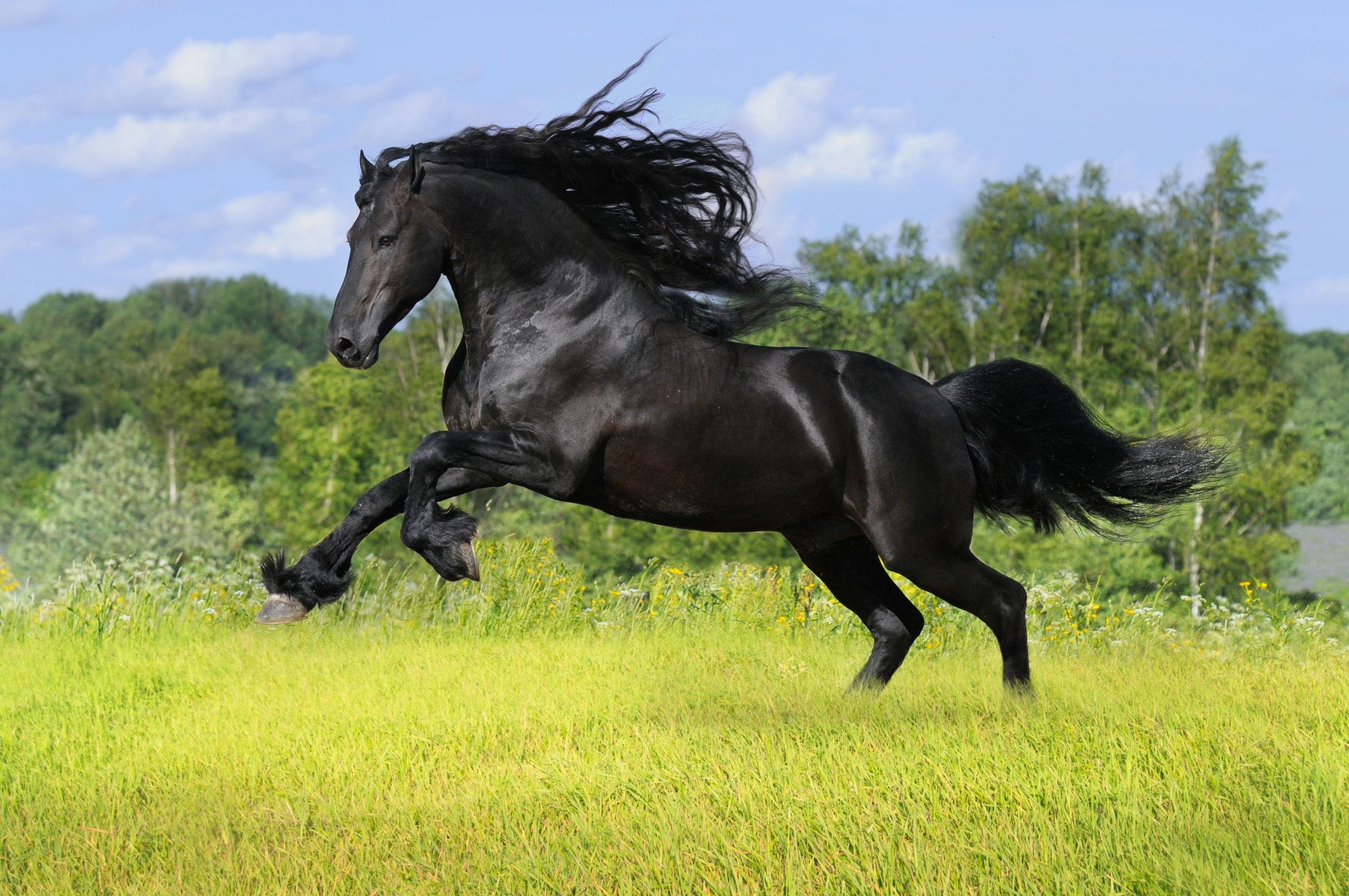 Friesian Horse