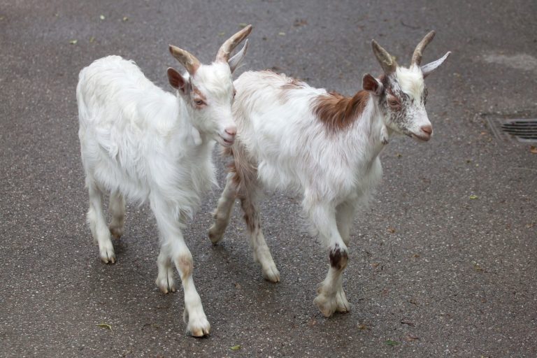 Girgentana Goat: Goat Breed Profile and Information