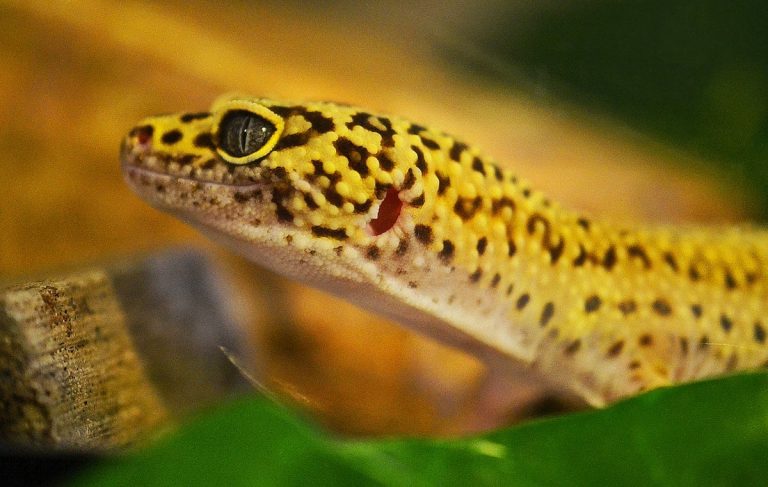 How Long Can Leopard Geckos Go Without Food?