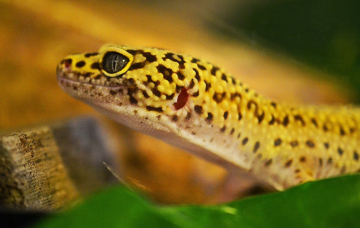 How Long Can Leopard Geckos Go Without Food