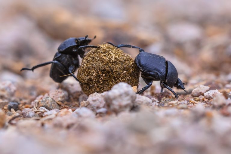 How Many Types of Beetles Are There?