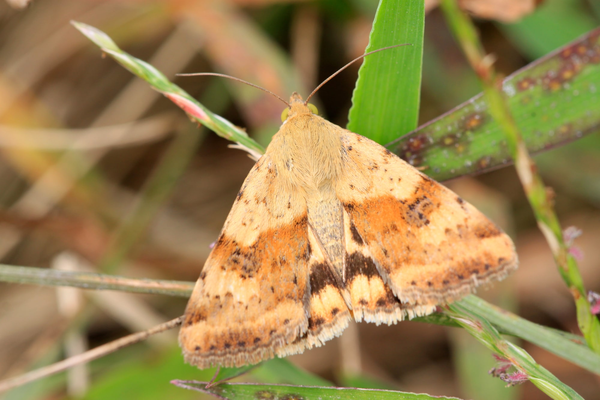 How Many Types of Moths Are There