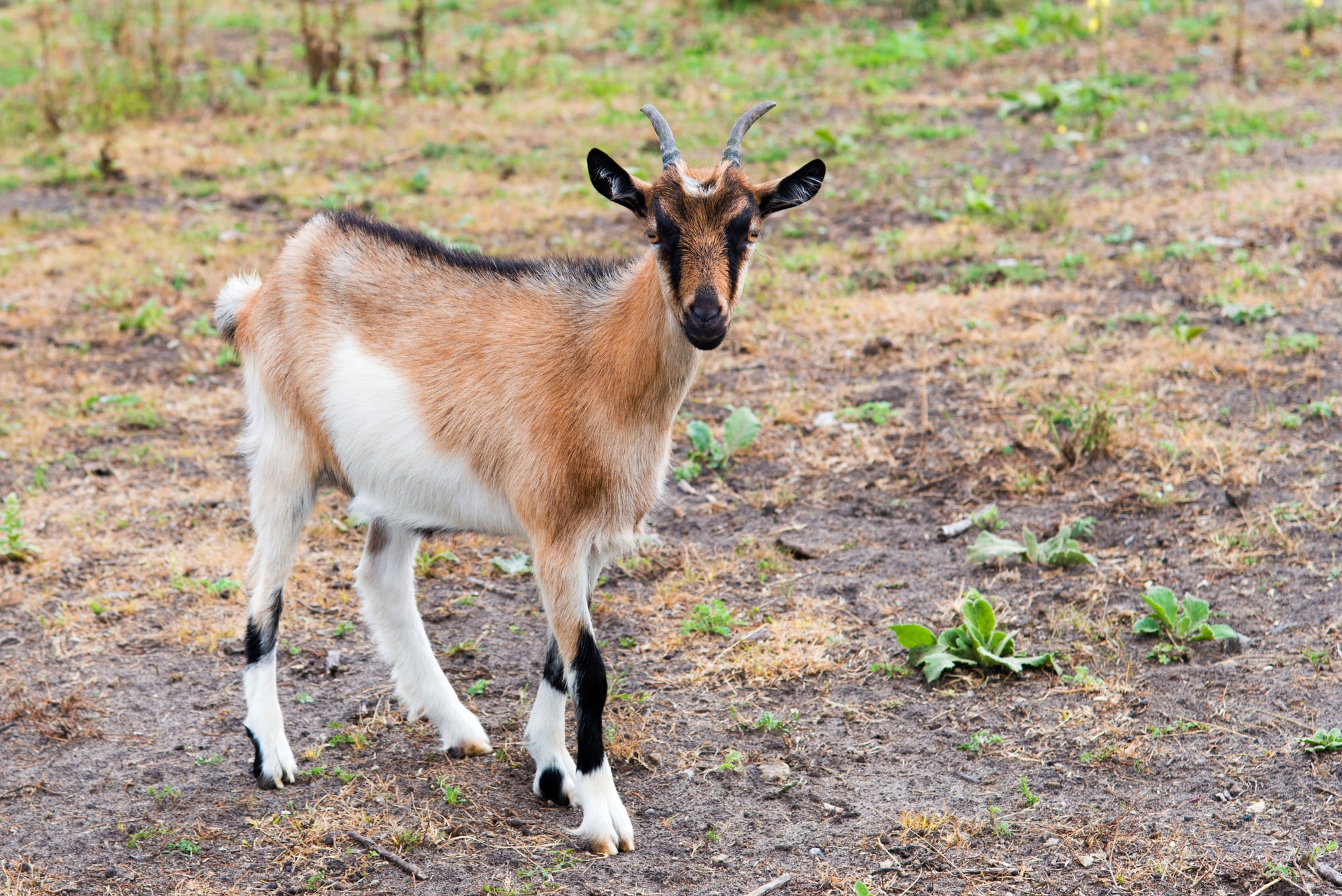 Kinder Goat
