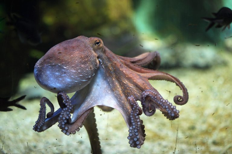 10 Largest Octopus in the world