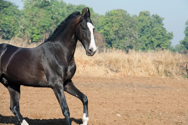Marwari Horse: Horse Breed Profile and Information