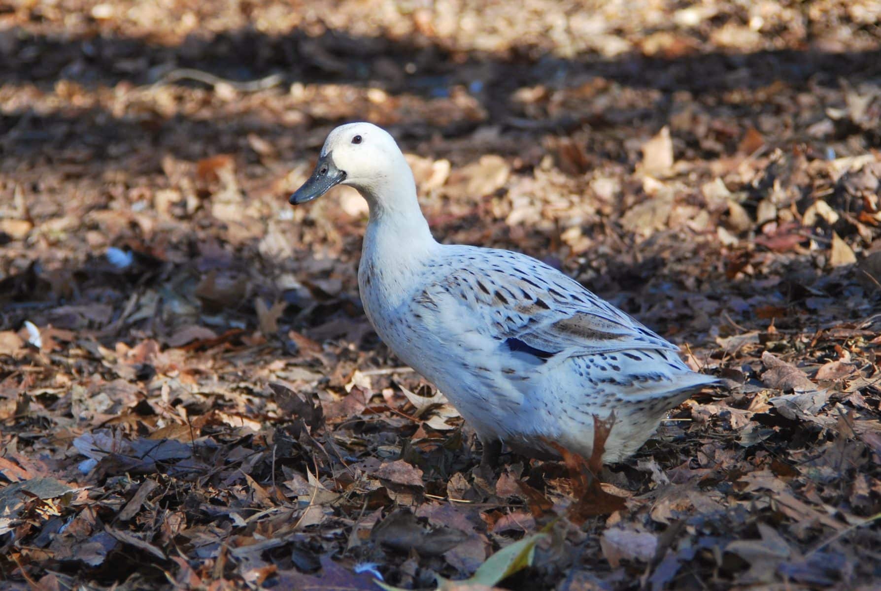 Miniature Duck Breeds
