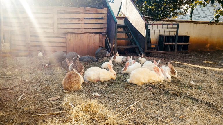 7 Most Aggressive Rabbit Breeds