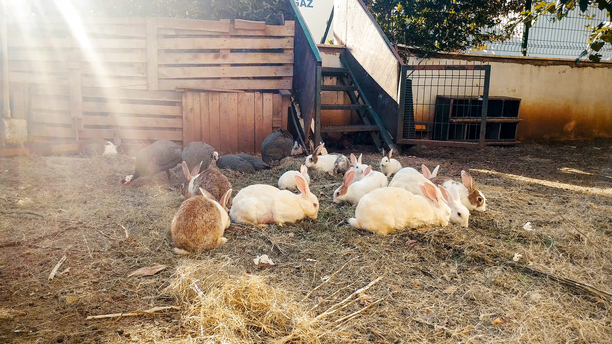 Most Aggressive Rabbit Breeds