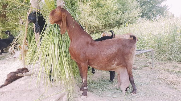 Nachi Goat: Good Breed Profile and Information
