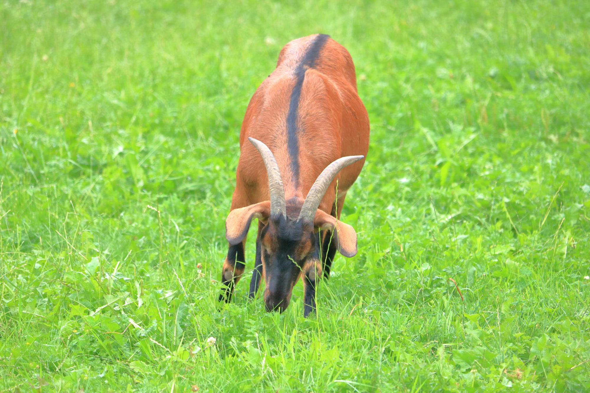 Oberhasli Goat