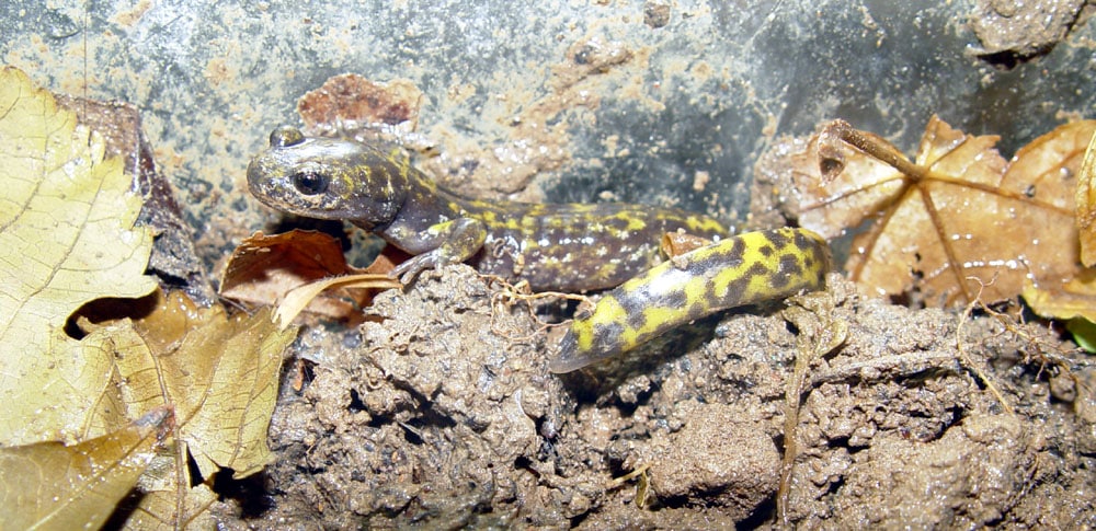 Persian Brook Salamander