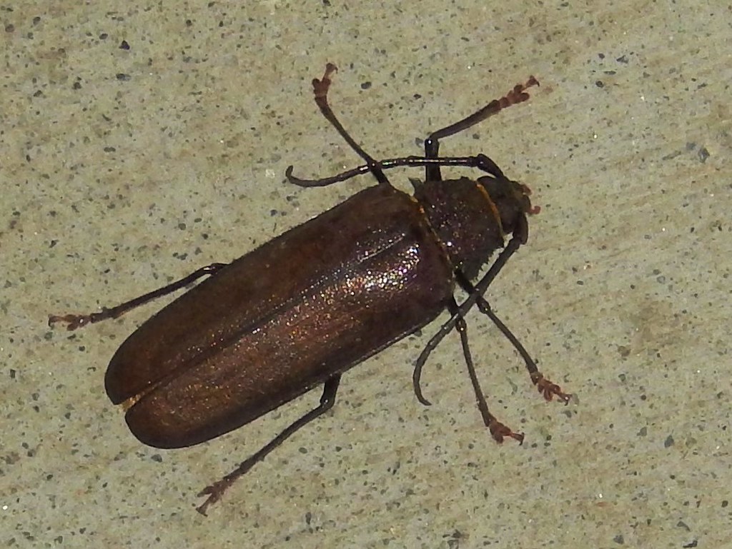 Ponderous Borer Beetle