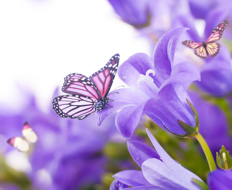 12 Types of Purple Butterflies