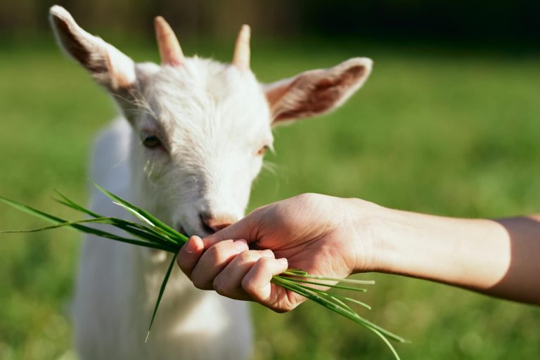 Russian White Goat: Goat Breed Profile and Information