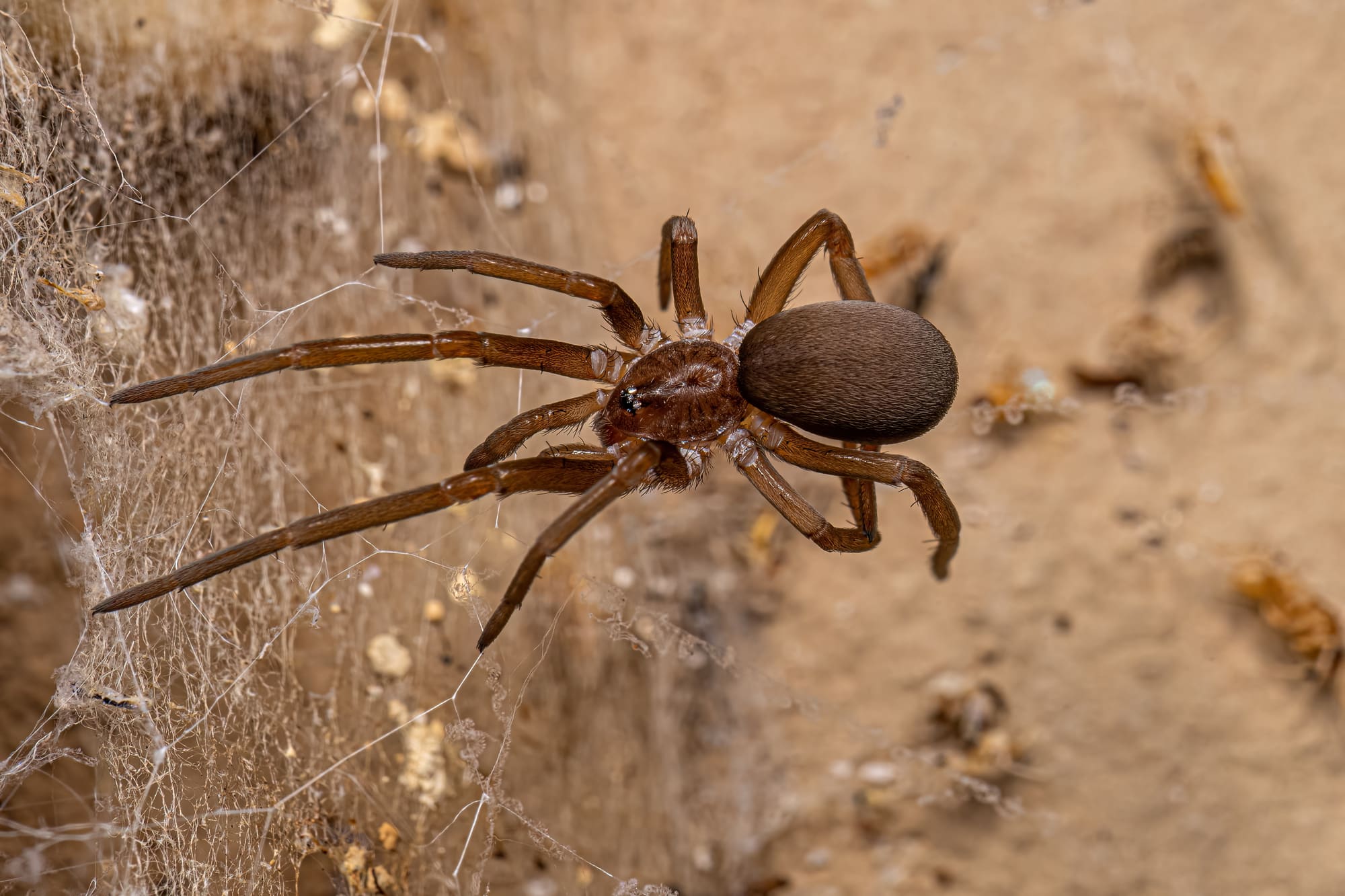 Southern House Spider