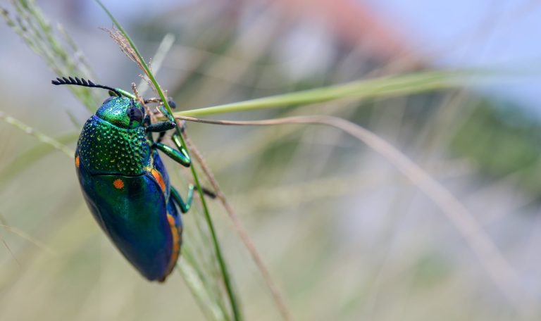 48 Different Types of Beetles in Utah