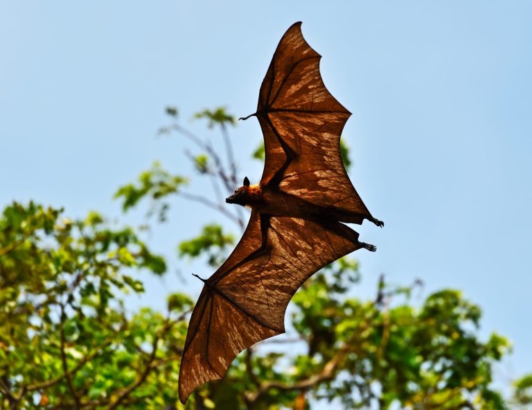 16 Types of Bats in Arkansas