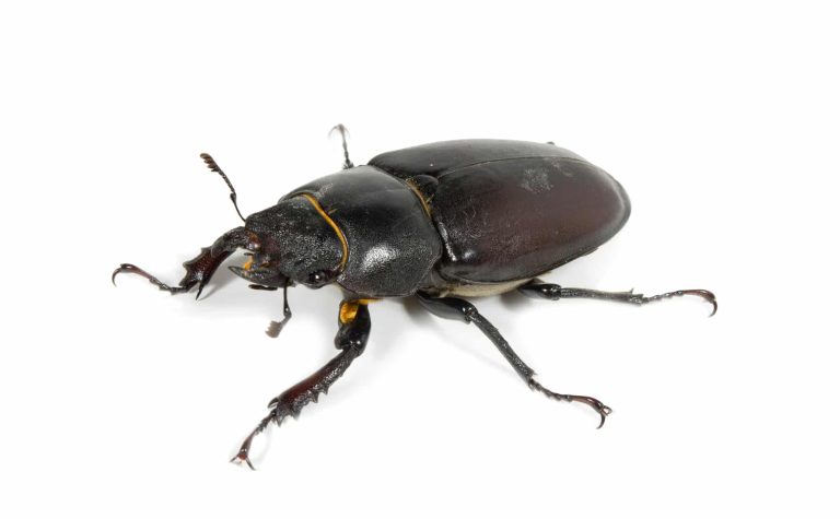47 Different Types of Beetles in Colorado