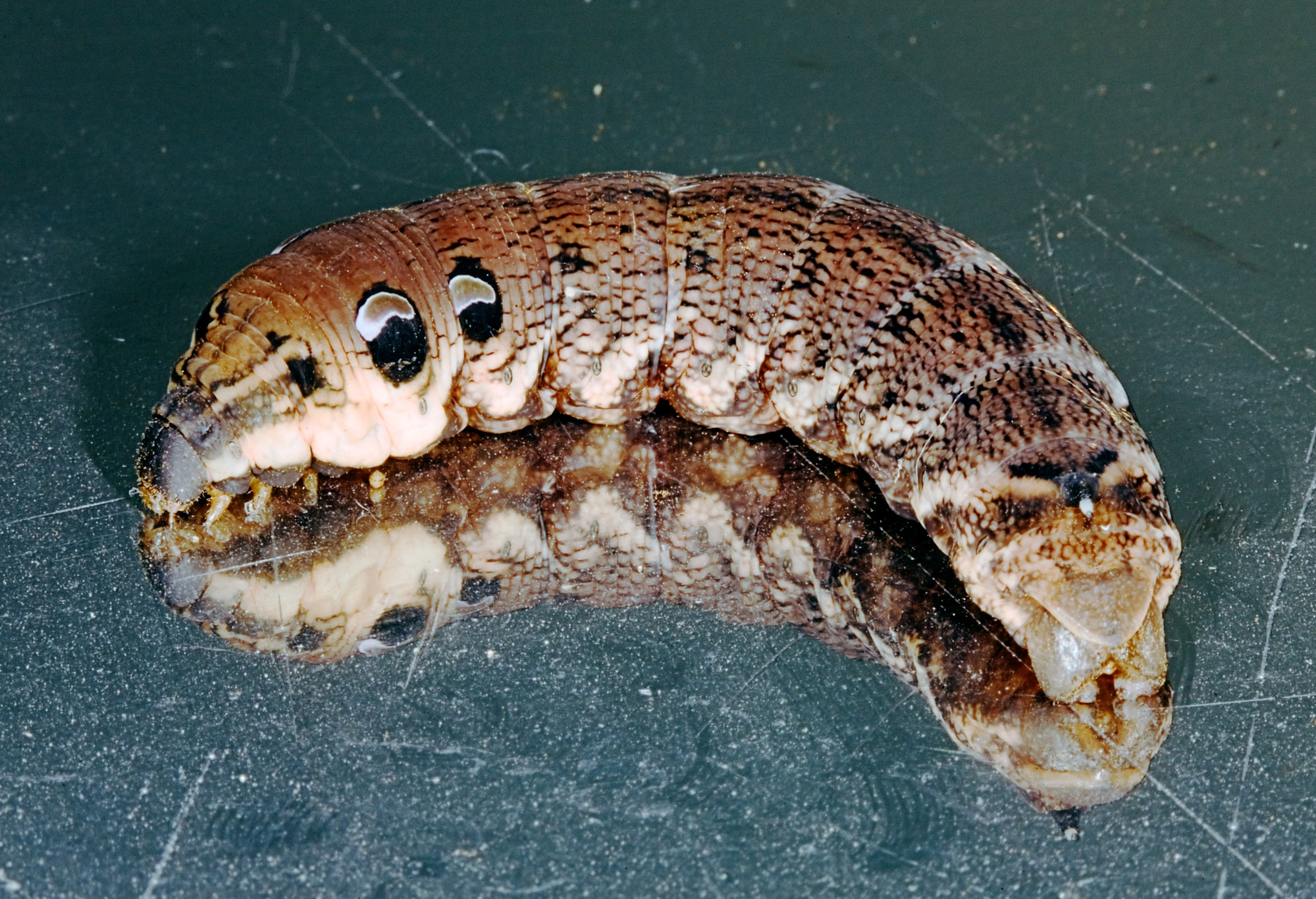 Types of Caterpillars in Arizona