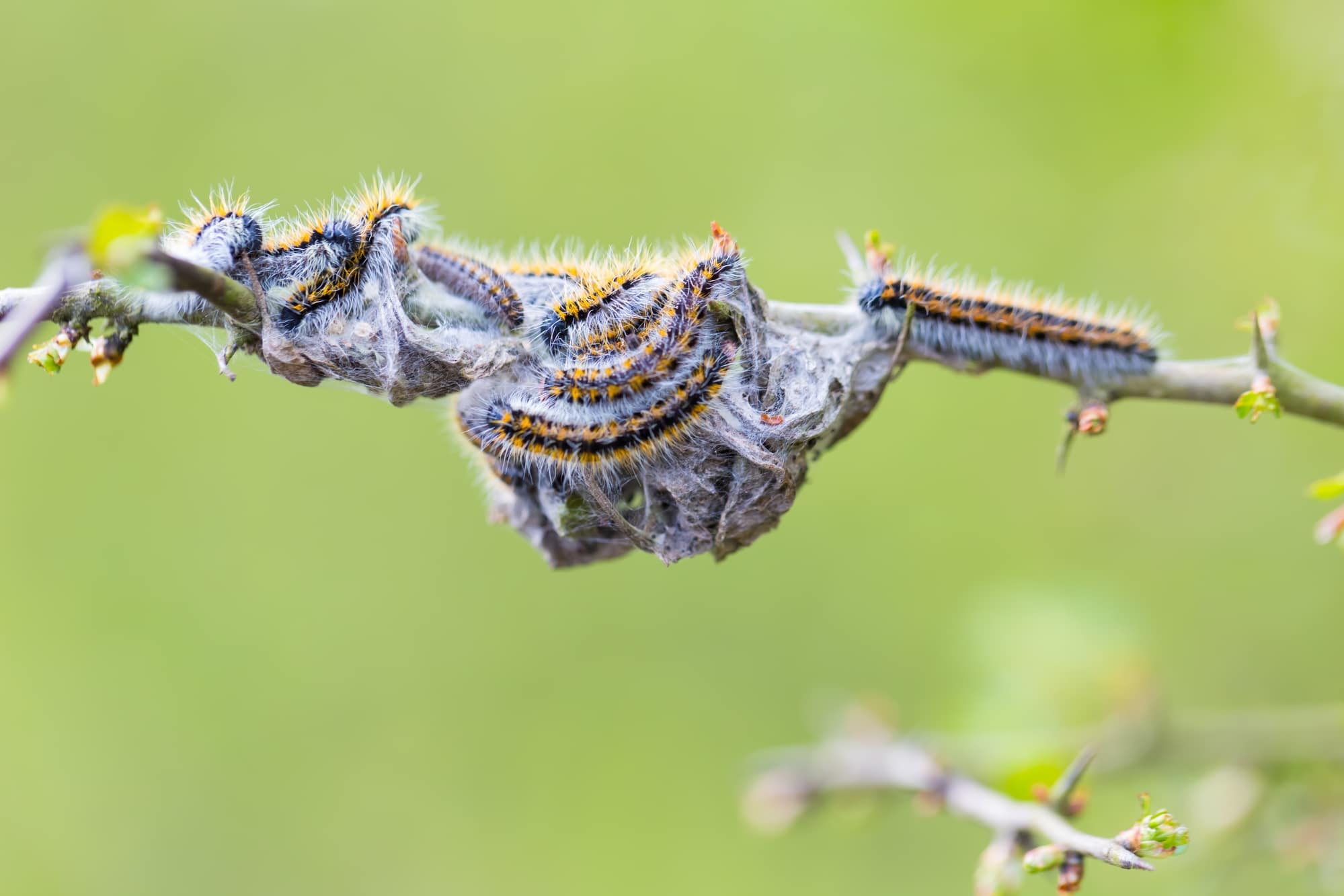 Types of Caterpillars in Arkansas