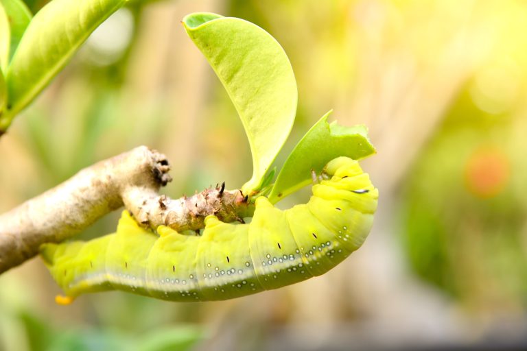 16 Types of Caterpillars in Connecticut