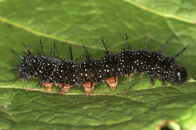 20 Types of Caterpillars in Georgia