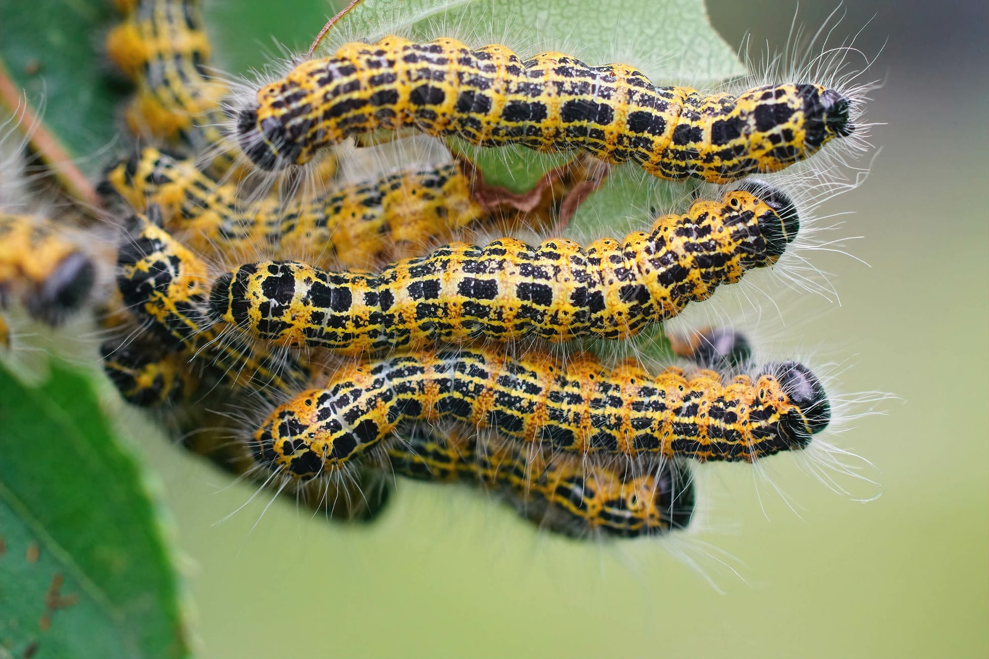 Types of Caterpillars in Louisiana