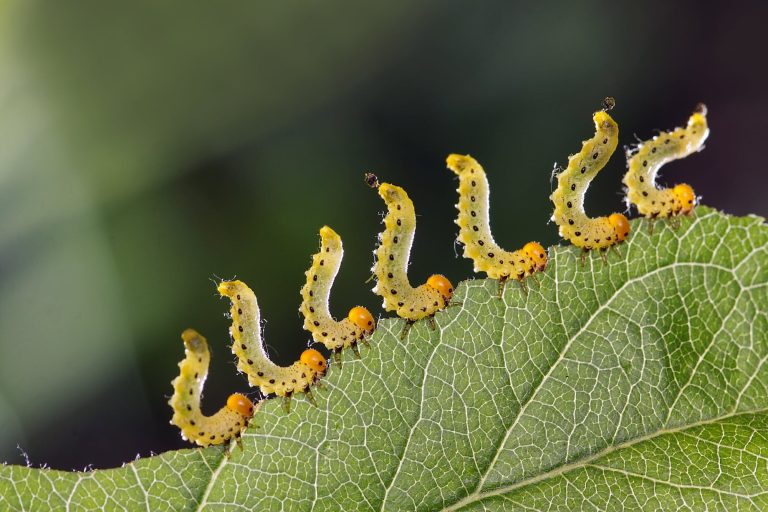 17 Types of Caterpillars in Minnesota