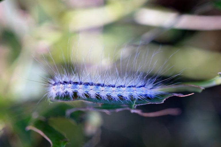 20 Types of Caterpillars in New Jersey