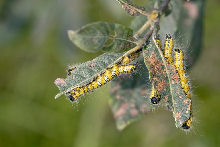 20 Types of Caterpillars in Texas