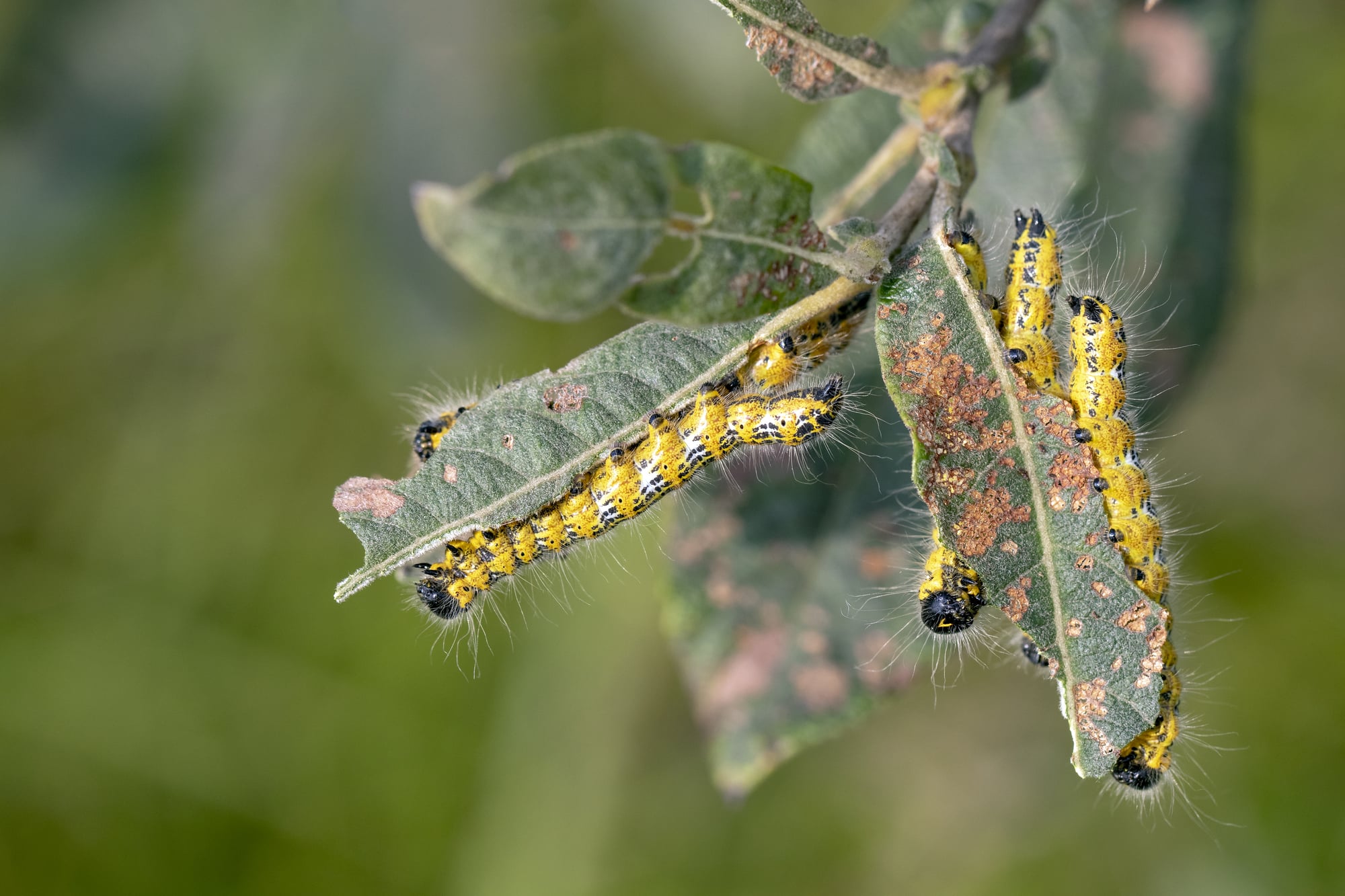 Types of Caterpillars in Texas