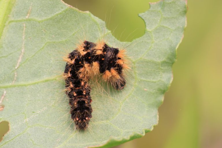 20 Types of Caterpillars in Virginia