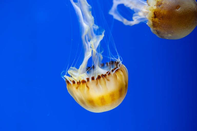 11 Types of Jellyfish in the Gulf of Mexico