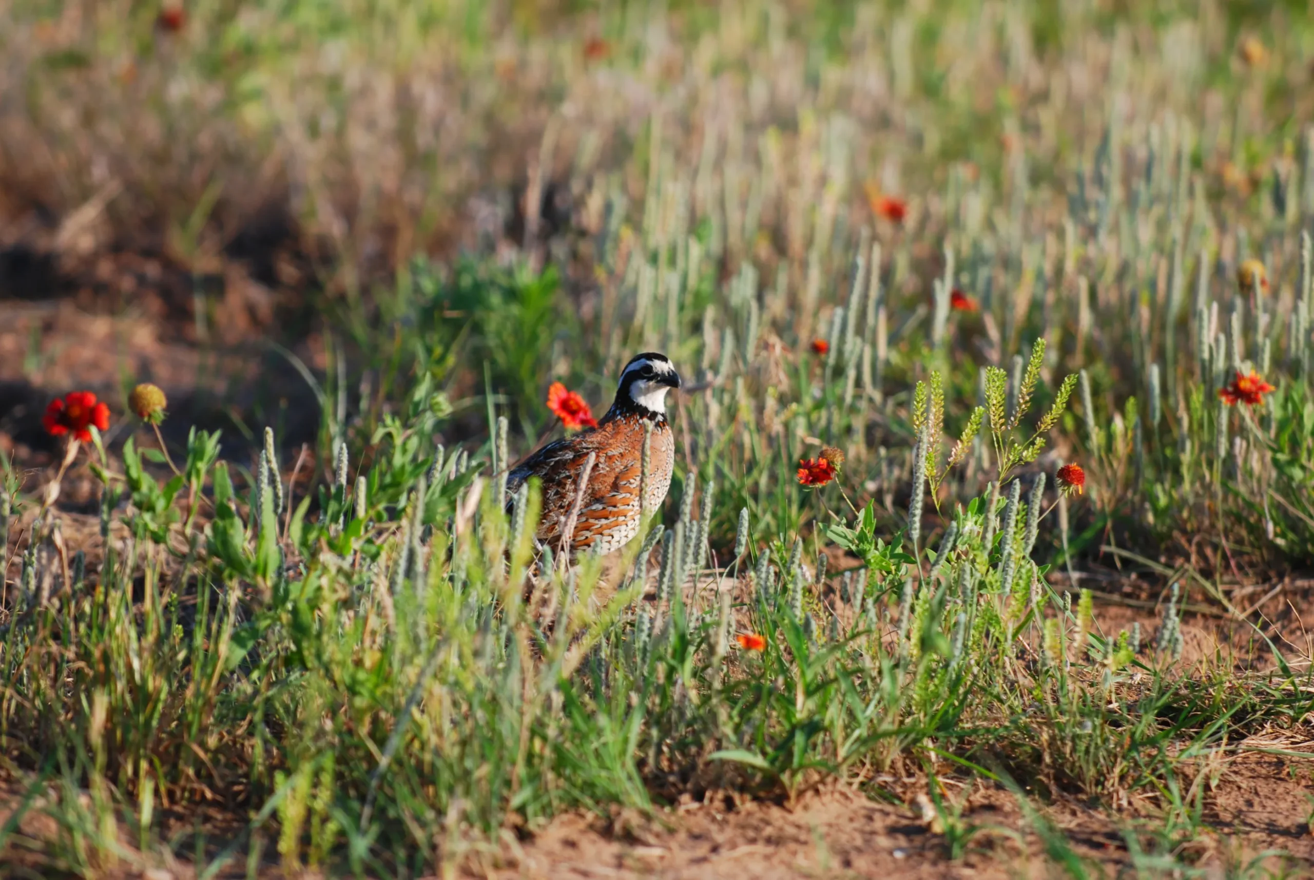 Types of Quail in Oklahoma