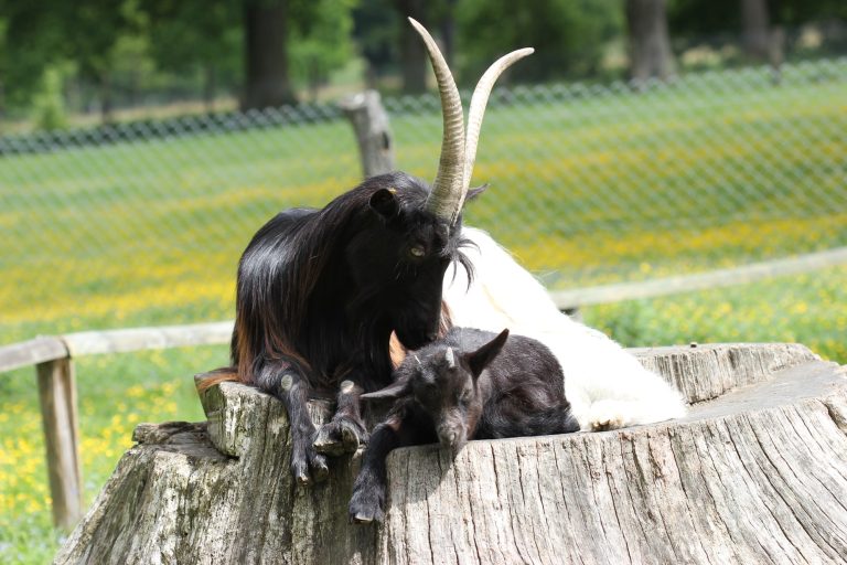 Valais Black Neck Goat: Goat Breed Profile and Information