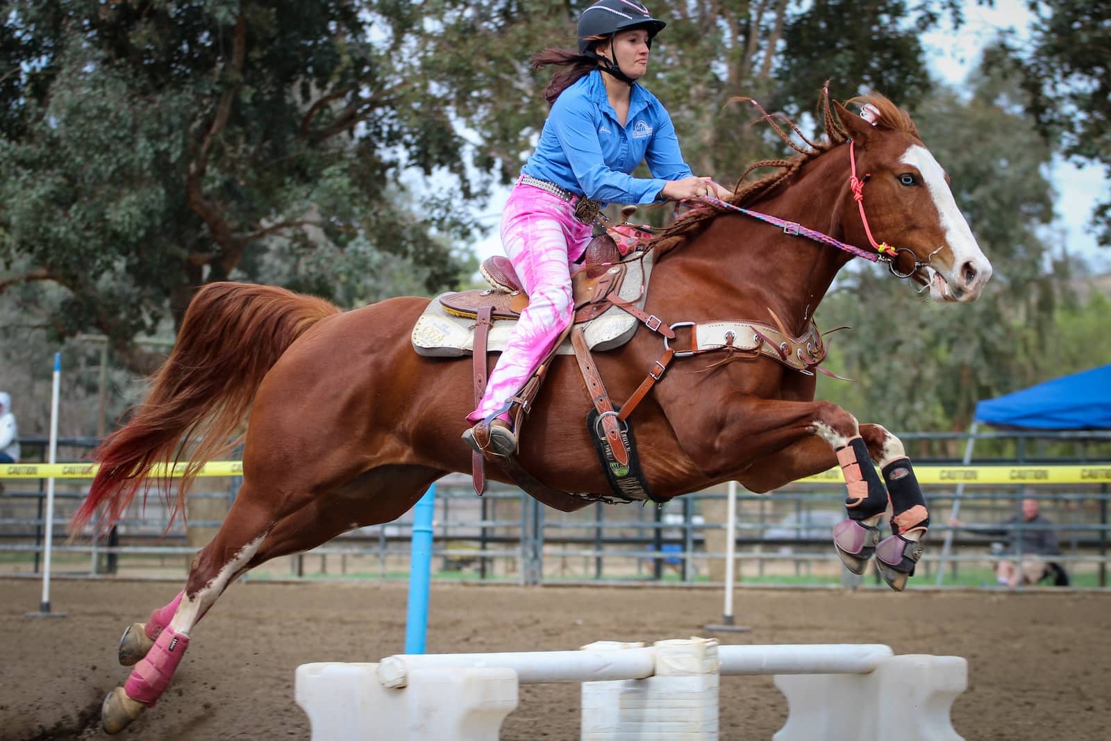 Best Show Jumping Horse Breeds